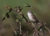 Whitethroat