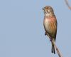 Linnet