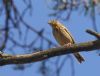 Tree Pipit