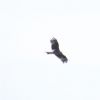 Red Kite