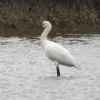 Spoonbill