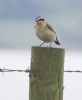 Wheatear