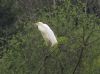 Great White Egret