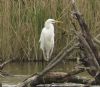 Great White Egret