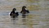 Tufted Duck