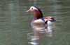 Mandarin Duck