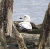 Iceland Gull