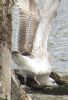 Iceland Gull