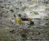 Grey Wagtail