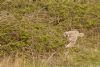 Short-eared Owl