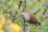 Cetti's Warbler