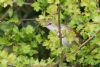 Cetti's Warbler