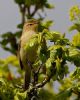 Chiffchaff