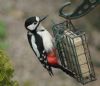 Great Spotted Woodpecker