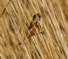 Bearded Tit