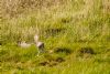 Short-eared Owl