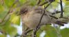 Chiffchaff