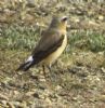 Wheatear