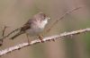 Whitethroat