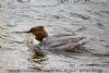 Goosander