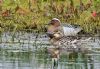 Garganey