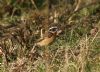 Whinchat