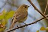 Willow Warbler