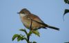 Whitethroat