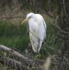 Great White Egret