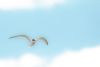 Little Tern