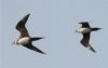 Arctic Skua