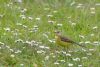 Yellow Wagtail