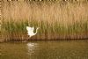 Great White Egret