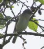 Garden Warbler