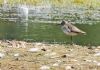 Wood Sandpiper