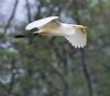 Great White Egret