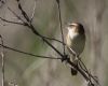 Sedge Warbler