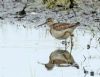 Wood Sandpiper