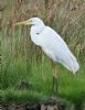 Great White Egret