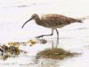 Whimbrel