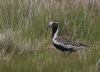 Golden Plover