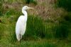 Great White Egret