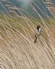 Reed Bunting