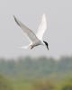 Common Tern