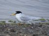 Little Tern