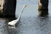 Great White Egret