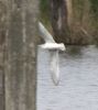 Little Gull