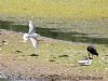 Little Gull