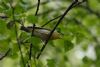 Wood Warbler