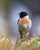 Stonechat